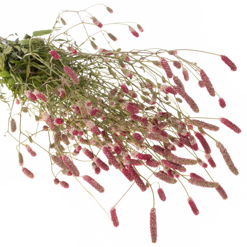 Sanguiso pink Tanna 80cm