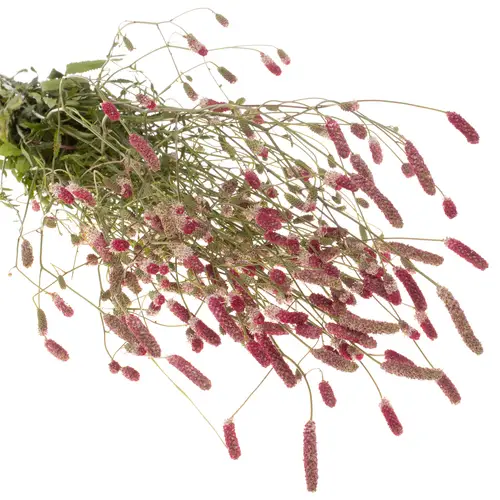 Sanguiso pink Tanna 80cm