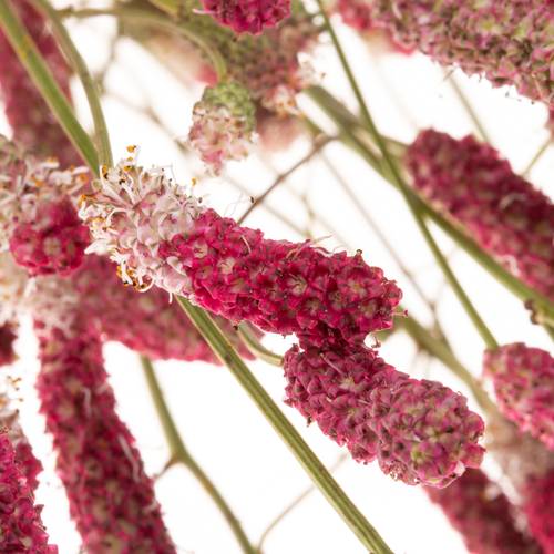 Sanguiso pink Tanna 80cm