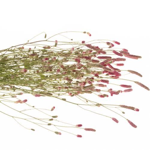 Sanguiso pink Tanna 80cm