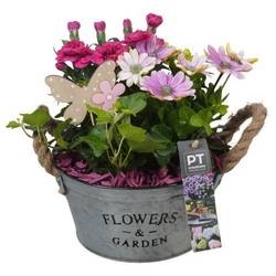 Garten.Arr PTPP6908 T19 H028