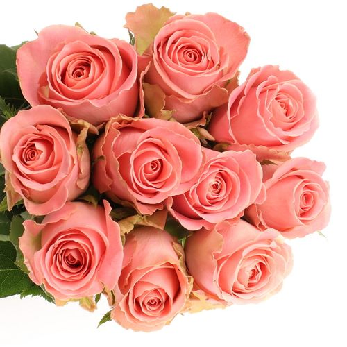 Rose rosa Hermosa 60cm