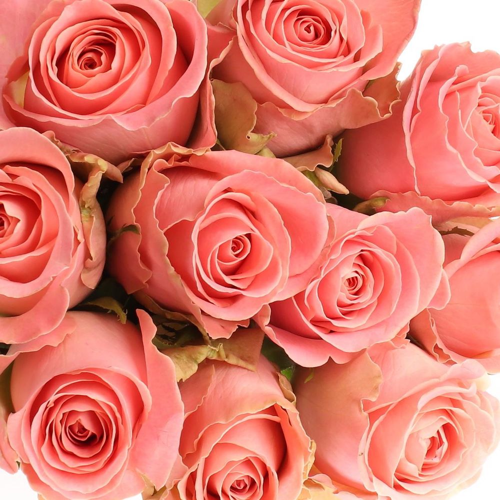 Rose rosa Hermosa 60cm
