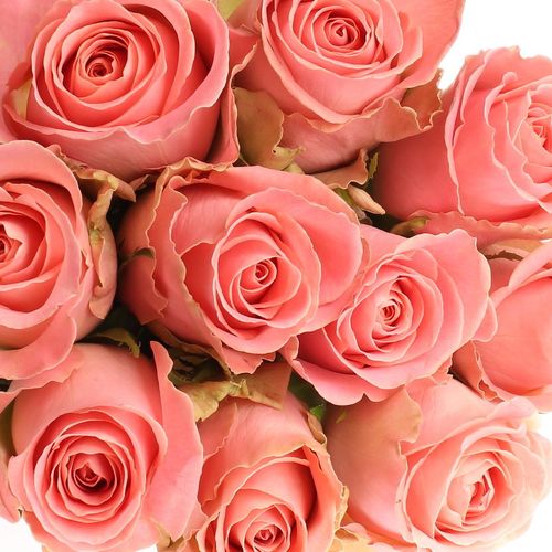 Rose rosa Hermosa 60cm