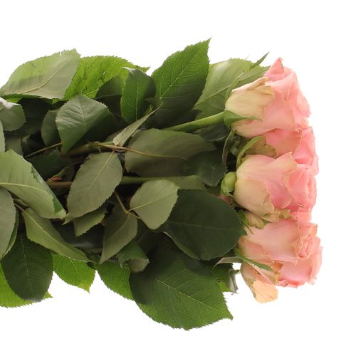 Rose rosa Hermosa 60cm