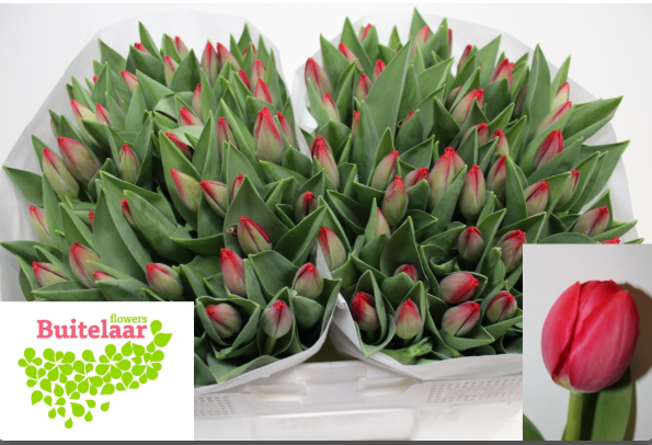 Tulpe rot 34 Gramm