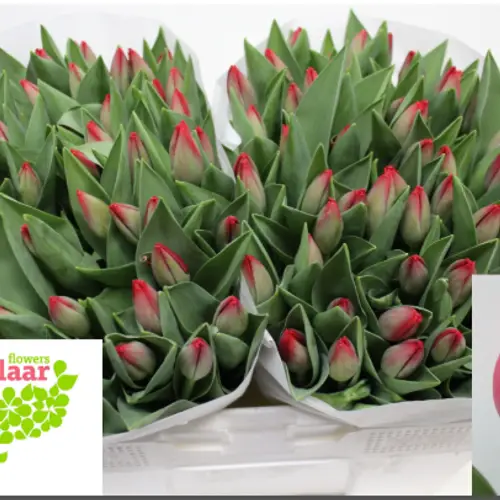 Tulpe rot 34 Gramm