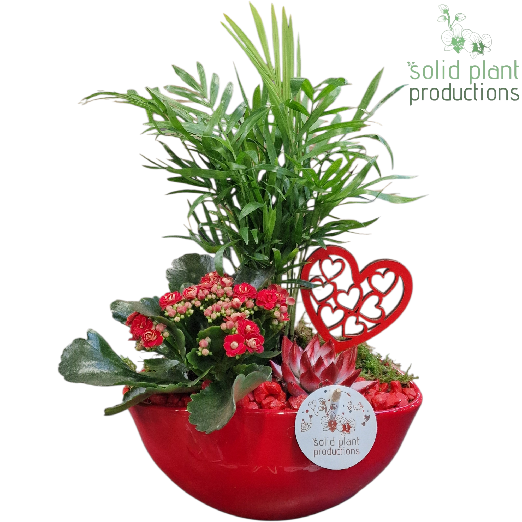 Chamaed.Arr CE005 Eyleen rot Muttertag T18 H035