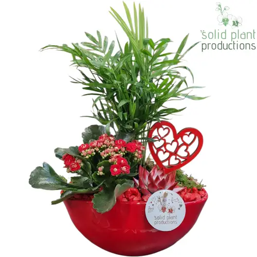 Chamaed.Arr CE005 Eyleen rot Muttertag T18 H035