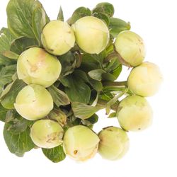 Pfingstrose creme Chiffon 50cm