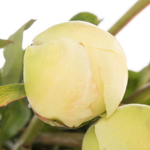 Pfingstrose creme Chiffon 50cm