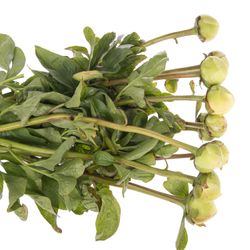 Pfingstrose creme Chiffon 50cm