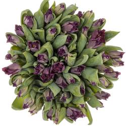 Tulpe lila Crown Negrita 40 Gramm