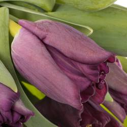 Tulpe lila Crown Negrita 40 Gramm