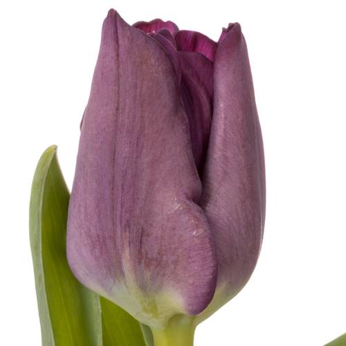 Tulpe lila Crown Negrita 40 Gramm