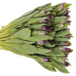 Tulpe lila Crown Negrita 40 Gramm