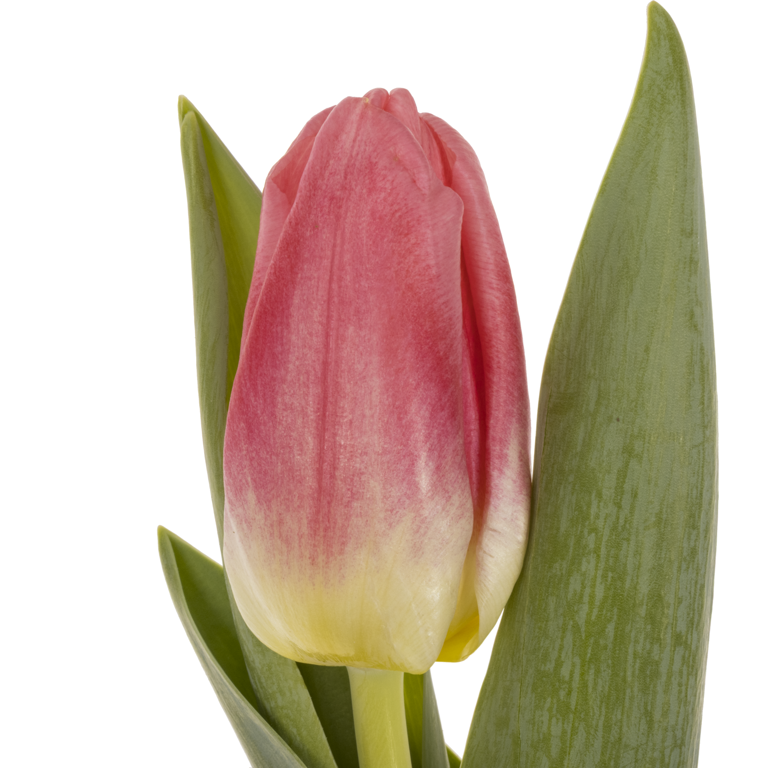 Tulpe rosa Pulitzer 34 Gramm