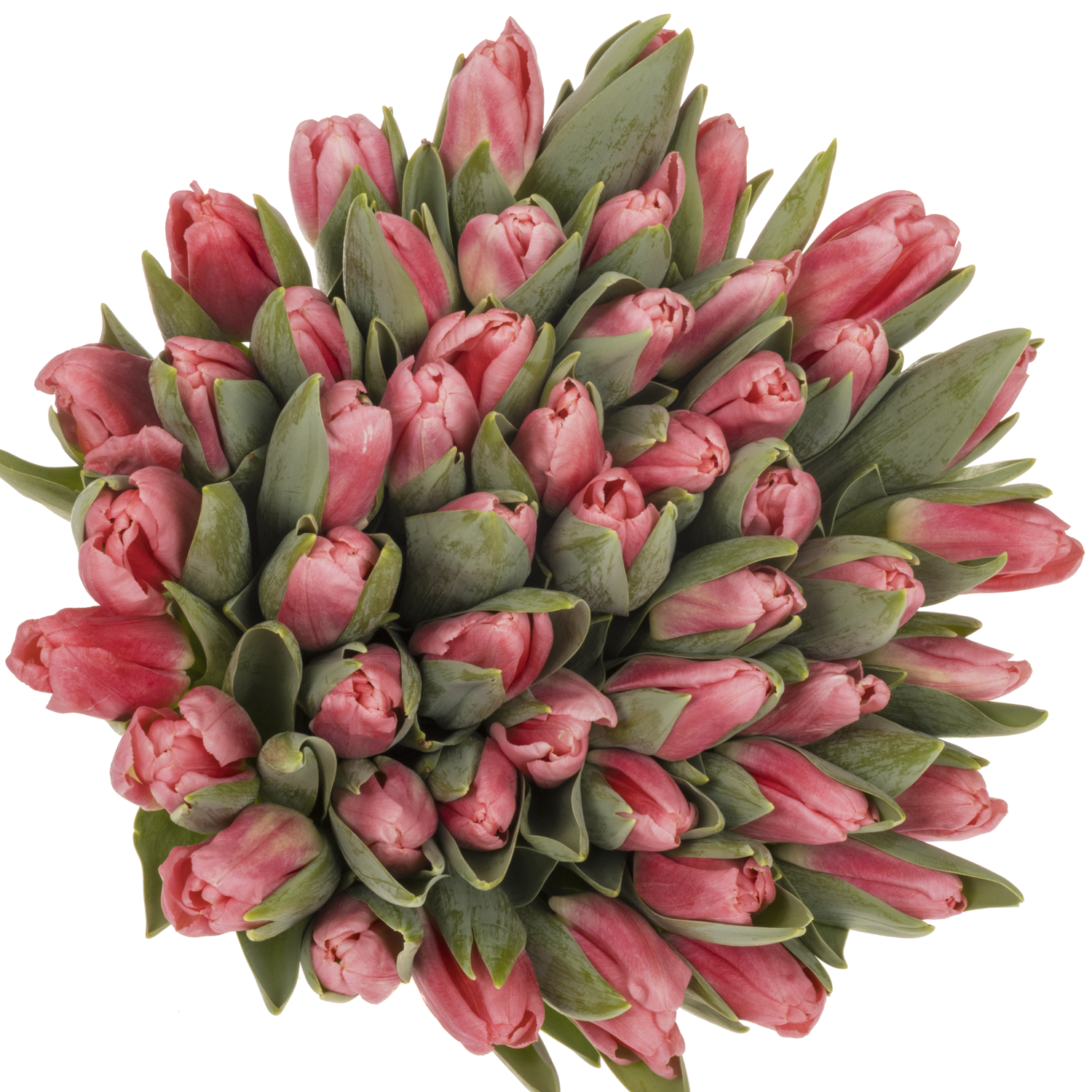 Tulpe rosa Pulitzer 34 Gramm