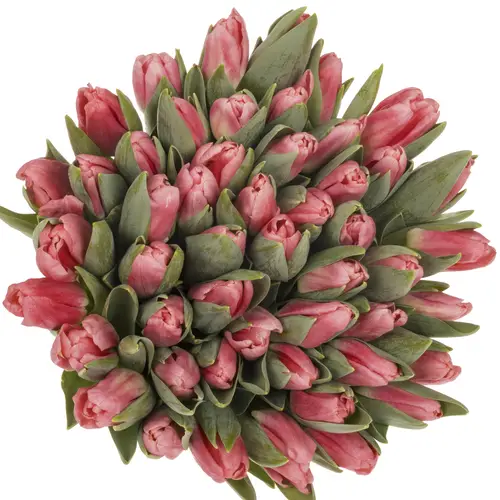 Tulpe rosa Pulitzer 34 Gramm