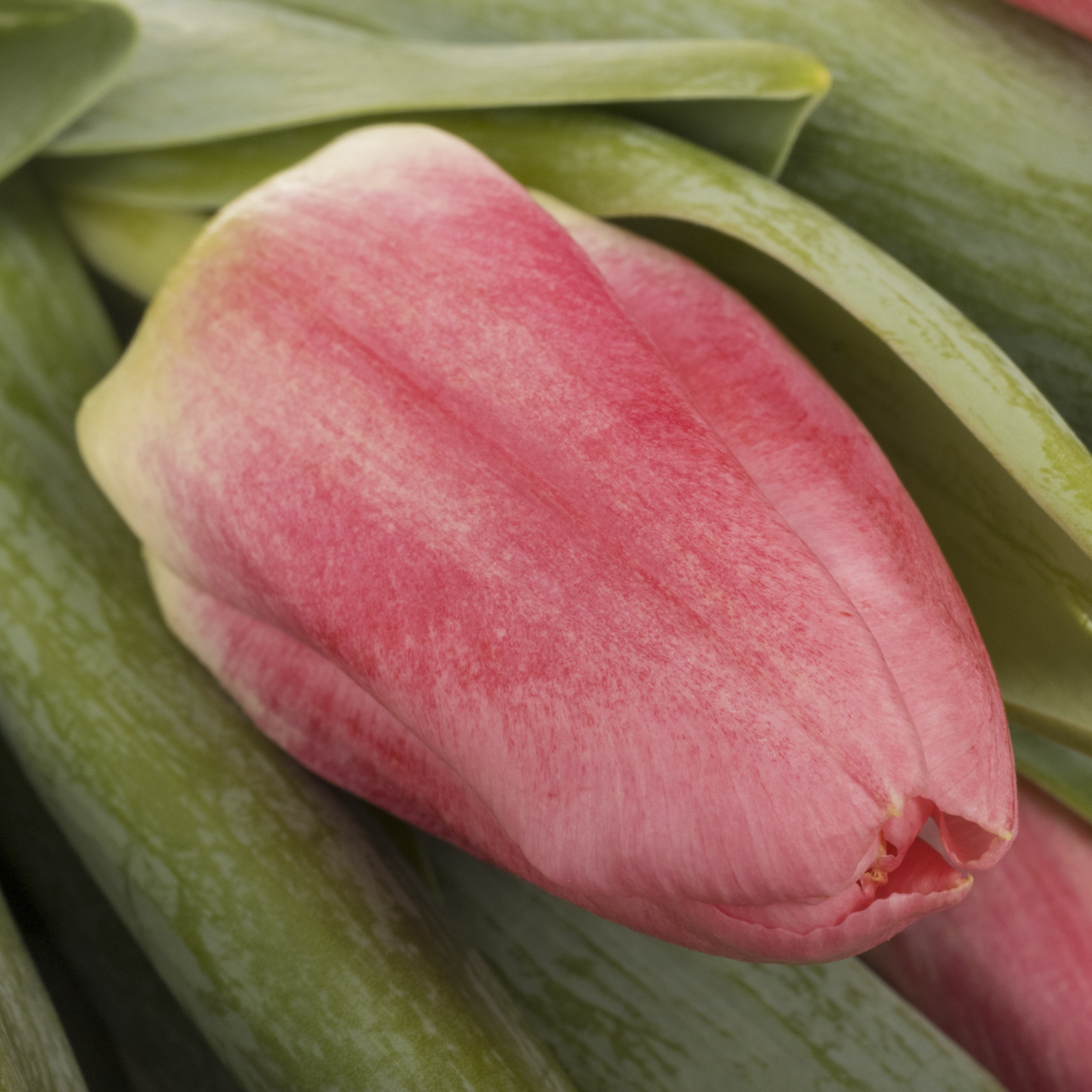 Tulpe rosa Pulitzer 34 Gramm