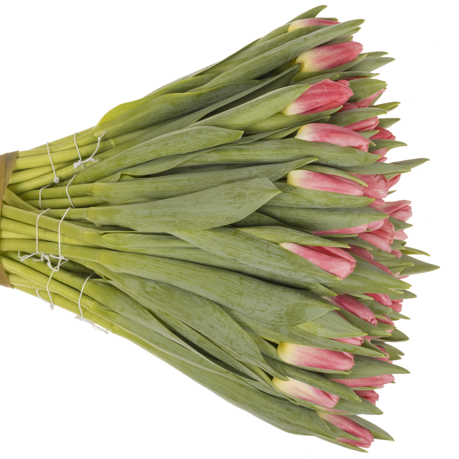 Tulpe rosa Pulitzer 34 Gramm