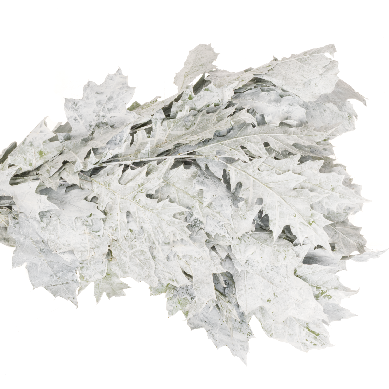Eichenlaub weiss gefärbt 60cm