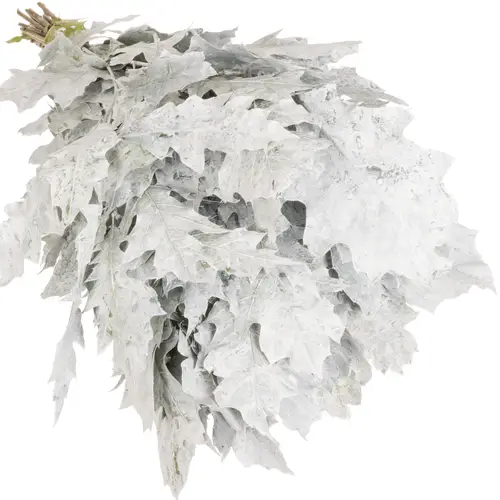 Eichenlaub weiss gefärbt 60cm