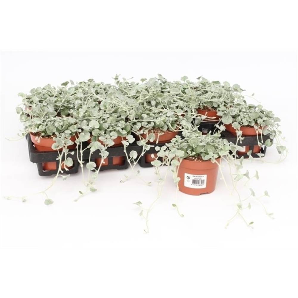Dichondra Silver Falls - double T10,5 H015