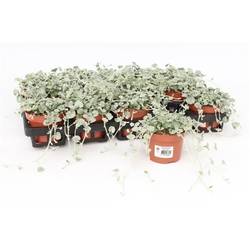 Dichondra Silver Falls - double T10,5 H015