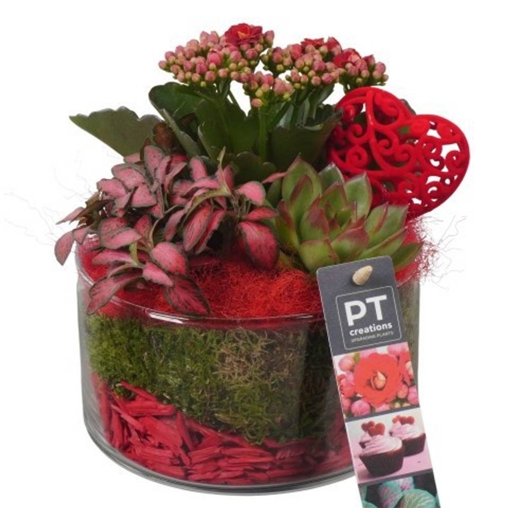 Kal.Arr PTVMG4918 T14 H020