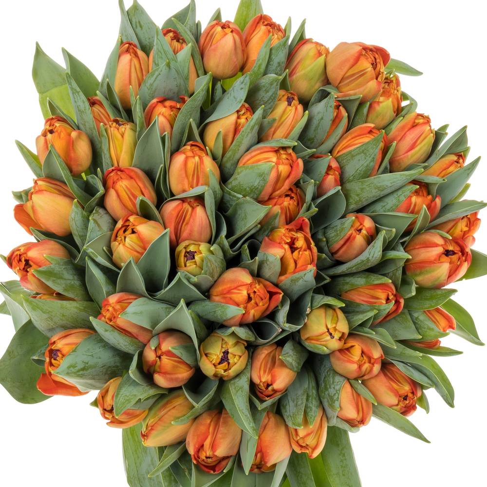 Tulpe orange doppel Lorenzo 32 Gramm