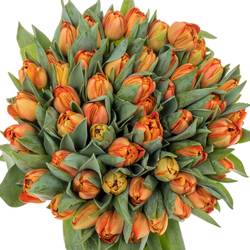 Tulpe orange doppel Lorenzo 32 Gramm