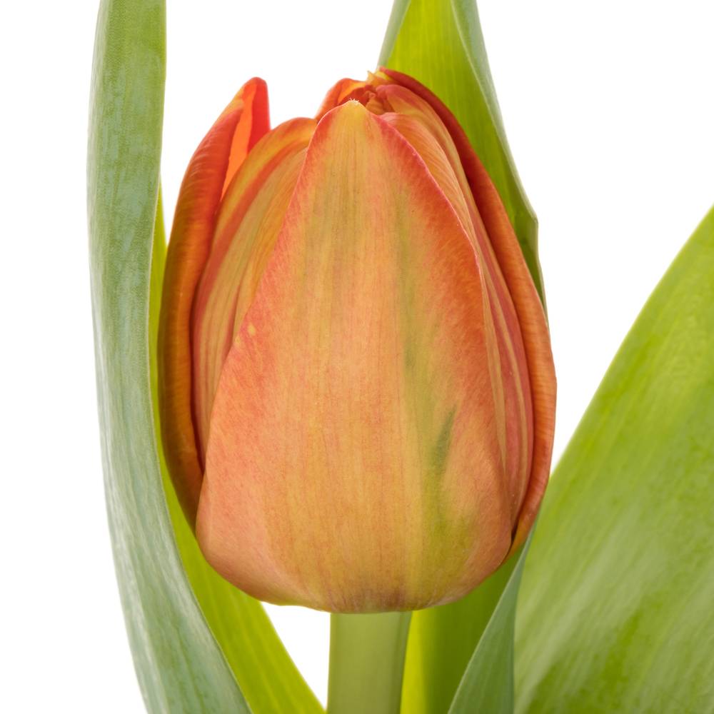 Tulpe orange doppel Lorenzo 32 Gramm