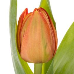 Tulpe orange doppel Lorenzo 32 Gramm