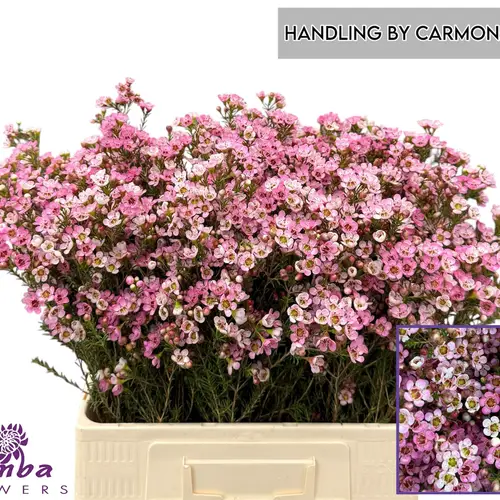 Wachsflower rosa Teina s Delight 25 Gramm 60cm