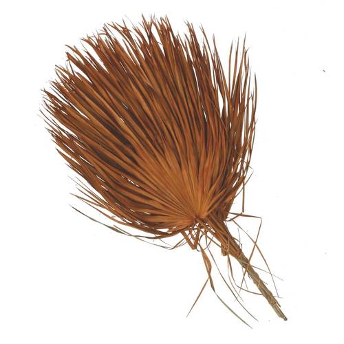 Trocken Chamaerops orange L70cm x8