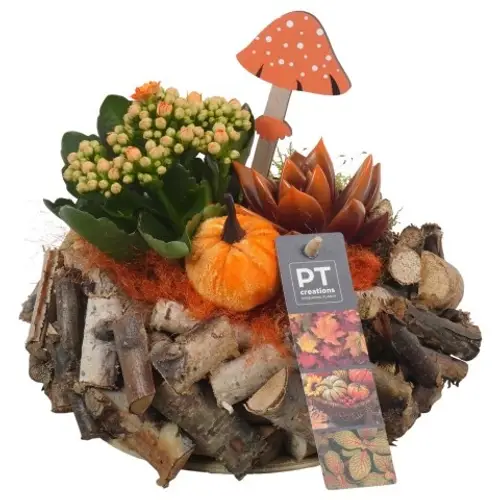 Kal.Arr PTHI5477 Herbst T20 H020