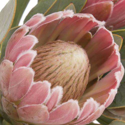 Protea rosa Penny 40cm