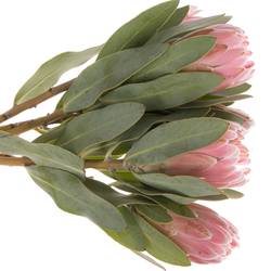 Protea rosa Penny 40cm