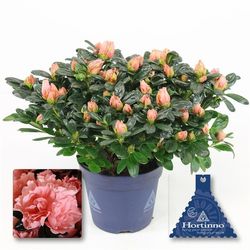 Azalea lachsrosa Mattori T13 H25