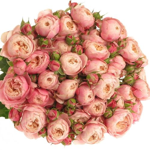 Rose rosa Freiland Victor Classic 3+Bl.70cm