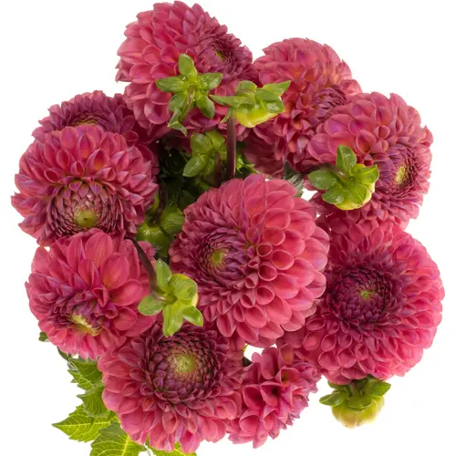 Dahlia lila Caitlins Joy 50cm