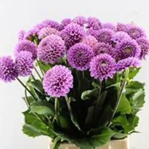 Dahlia lila Caitlins Joy 50cm