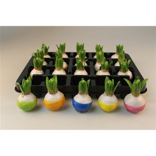 Hyac.Wachs mix Ostern H008