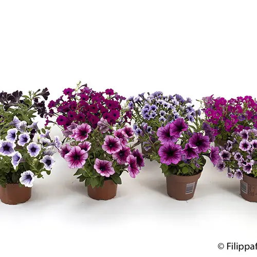 Petunia Hybrid mix T12 H020