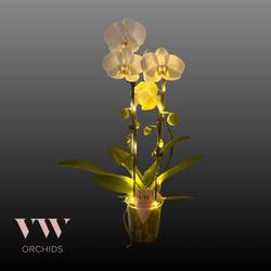 Phal.2-R weiss Cascade mit Licht T12 H045