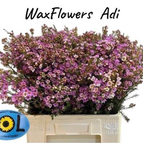 Wachsflower rosa Adi 35 Gramm 60cm