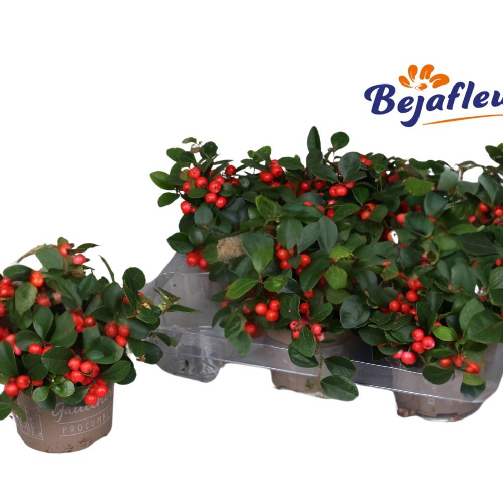 Gaultheria rot T12 H020