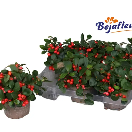 Gaultheria rot T12 H020