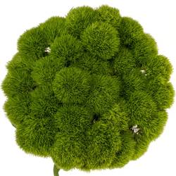 Bartnelke grün Kiwi Cool 65cm